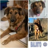 BALISTO -angenehm & freundlich-, Hund zur Adoption
