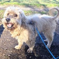 Alfi  - Pechvogel sucht neues Zuhause, Hund zur Adoption