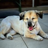 Oma Strefa, Hündin zur Adoption