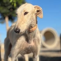 Samira, Hündin zur Adoption