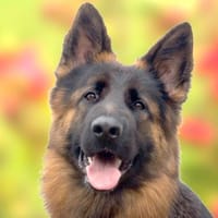 PRETTY DIANA - bildhübsch&intelligent, Hündin zur Adoption