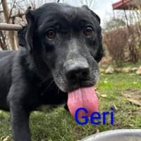 💐🐾Geri sucht seine Menschen🐾💐, Hund zur Adoption