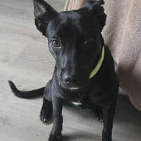 Findus - freundlich und lieb, Hund zur Adoption