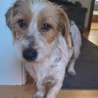 Hope  Die zierliche Kuschelexpertin, Hündin zur Adoption