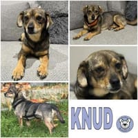 KNUD - sehr menschenbezogen & zutraulich, Hund zur Adoption