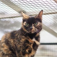 Sunny u. Phönix, Kater zur Adoption