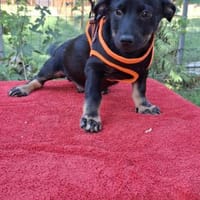 Sammy sucht sein Körbchen💐💐, Hund zur Adoption