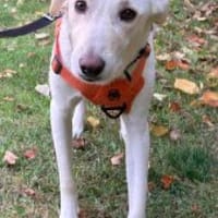 Tortulino 55 cm (Pflegestelle), Hund zur Adoption