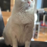 Gusti  Weißer Traumkater mit großem 💚, Kater zur Adoption