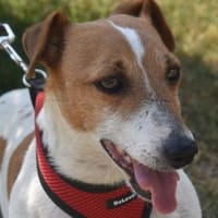 Judy Marie kleine aktive Hundedame, Hündin zur Adoption