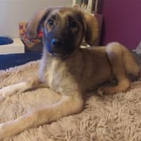 Clark - wartet in 50999 Köln, Hund zur Adoption