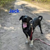 🐾💐Jack sucht seine Menschen💐🐾, Hund zur Adoption