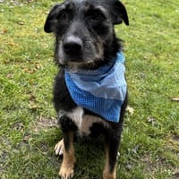 JUNA träumt von Ihrem Weihnachtsmärchen, Hündin zur Adoption