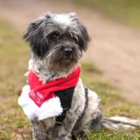 Fröhliche Hündin Lexa sucht ihre Familie, Hündin zur Adoption