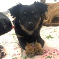 Sindy ❤ aktive aufgeschlossene Maus, Hündin zur Adoption