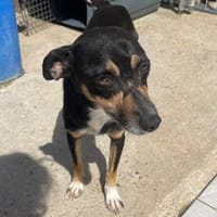 Liana - zarte schüchterne Seele, Hündin zur Adoption