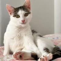 Ines..., Katze zur Adoption