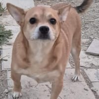 kleinr Goku hat seinen Menschen verloren, Hund zur Adoption