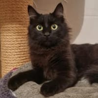 Trippi..., Katze zur Adoption