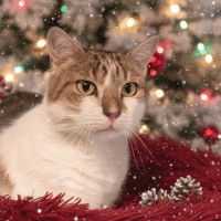 DORMEUR, chat à adopter