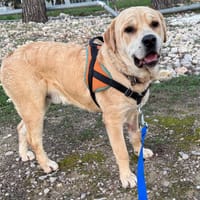 SUSHI, chien à adopter