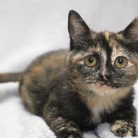 KALA HAB17457, chatte à adopter