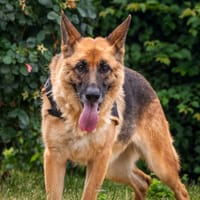 ILLA, chienne à adopter