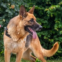 ILLA, chienne à adopter