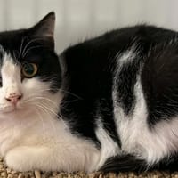 SEQUOIA, chat à adopter