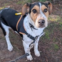 Bouchon, chien à adopter