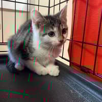 GALAO, chat à adopter