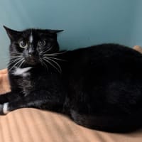 ANDREA, chatte à adopter