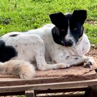 IRIS, chienne à adopter