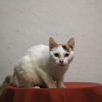 NICKI HAB17470, chatte à adopter