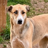 LILY, chienne à adopter