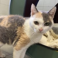 ADORA, chatte à adopter