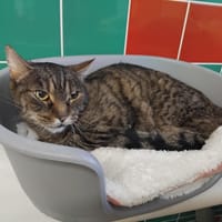 Capi PAB28386, chat à adopter