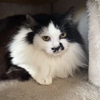 Nova, chatte à adopter