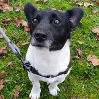 LEWIS OAA19904, chien à adopter