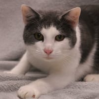 KODA HAB17456, chat à adopter