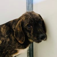 ORA, chienne à adopter