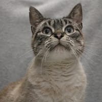 TANTOR HAB17461, chat à adopter