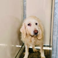 OLLY, chienne à adopter