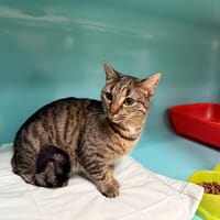 PRUNELLE, chatte à adopter