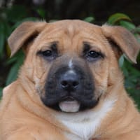 FONDANT CHAO, chien à adopter