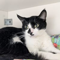 MINOU, chatte à adopter