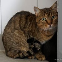 Pomara, chatte à adopter