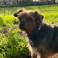 Milou, chien à adopter