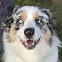 KARAMEL, chien à adopter