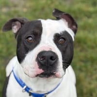 KING, chien à adopter